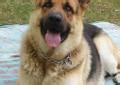 We are lifelong German Shepherd dog lovers living in Huntsville, AL. . Straight back german shepherds alabama